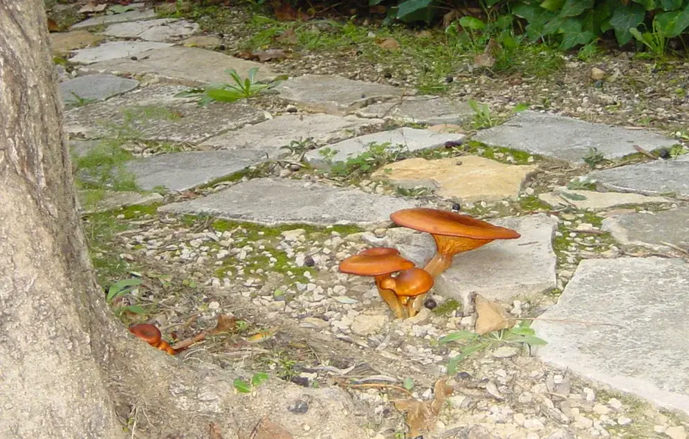 Omphalotus olearius: Grup de bolets ataronjats a tocar d’un arbre, entre terra i lloses de pedra.