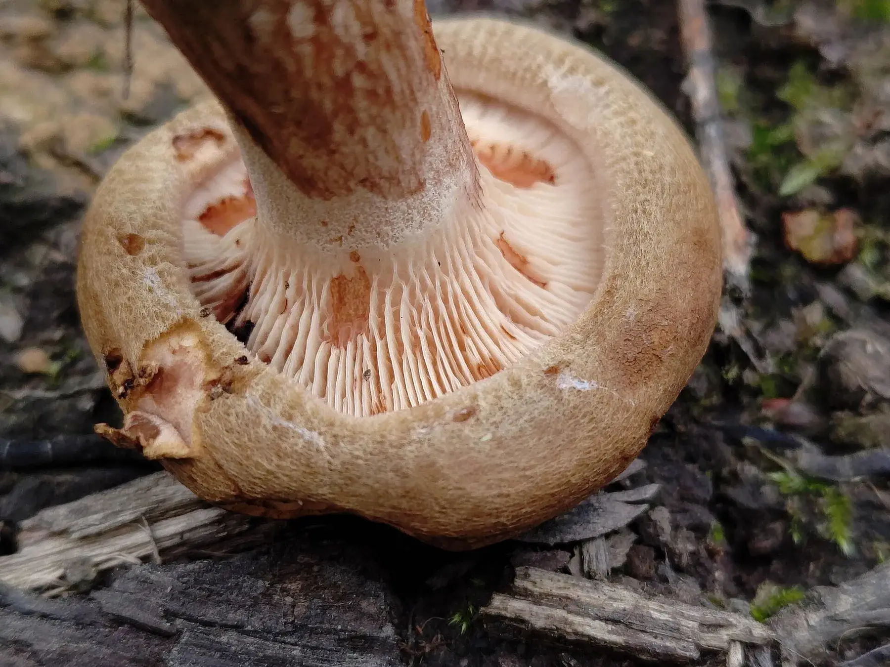 Exemplar madur de Paxillus involutus amb centre enfonsat, marge involut i superfície vellutada.