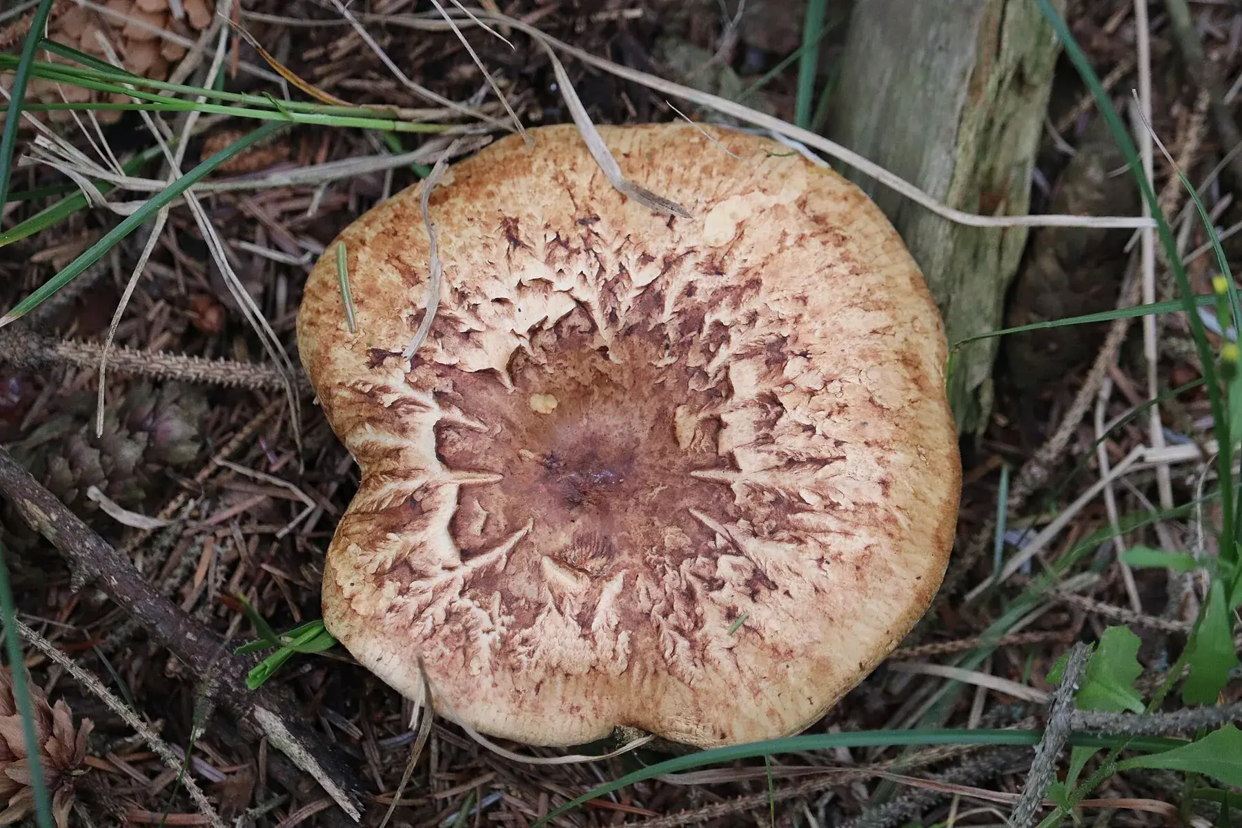 Paxillus involutus en hàbitat forestal, mostrant el barret ocre ample amb marge cargolat.