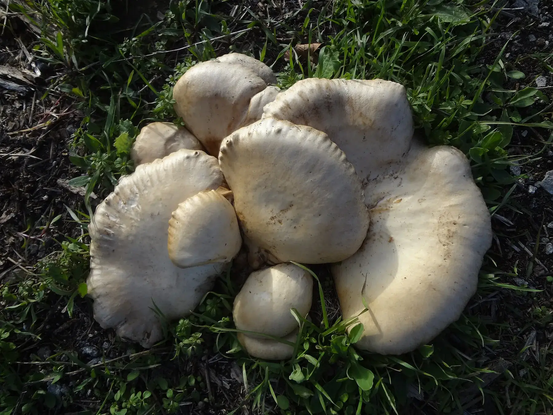Grup silvestre de Pleurotus eryngii mostrant barrets bruns irregulars i làmines blanques decurrents.