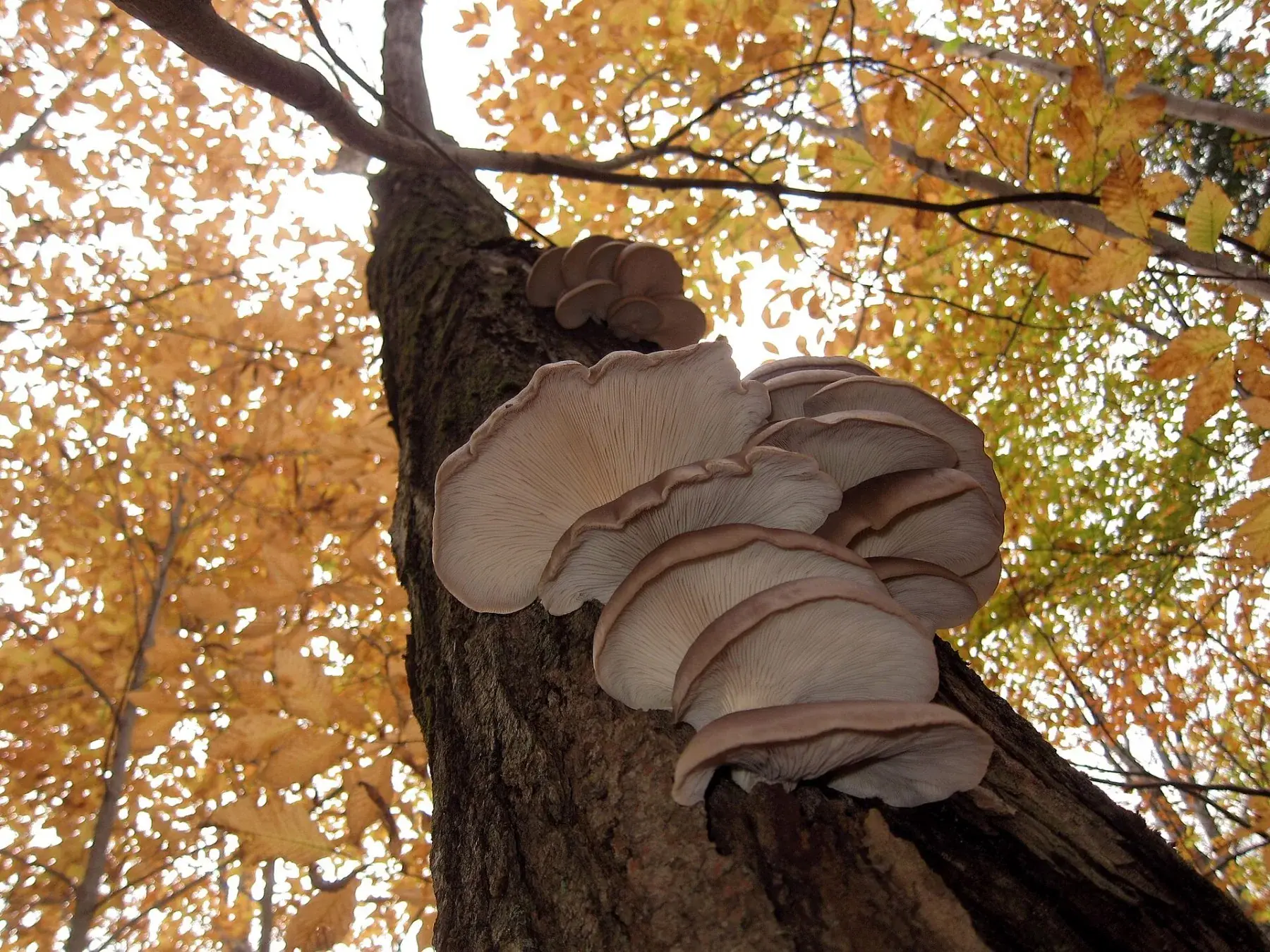 Pleurotus ostreatus: Grup de barrets superposats en un tronc vertical, vist des de sota amb làmines clares.