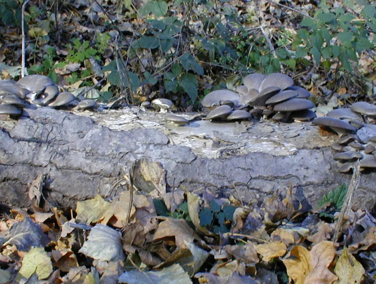 Pleurotus ostreatus: Grups de barrets grisos sobre un tronc caigut, envoltat de fullaraca.