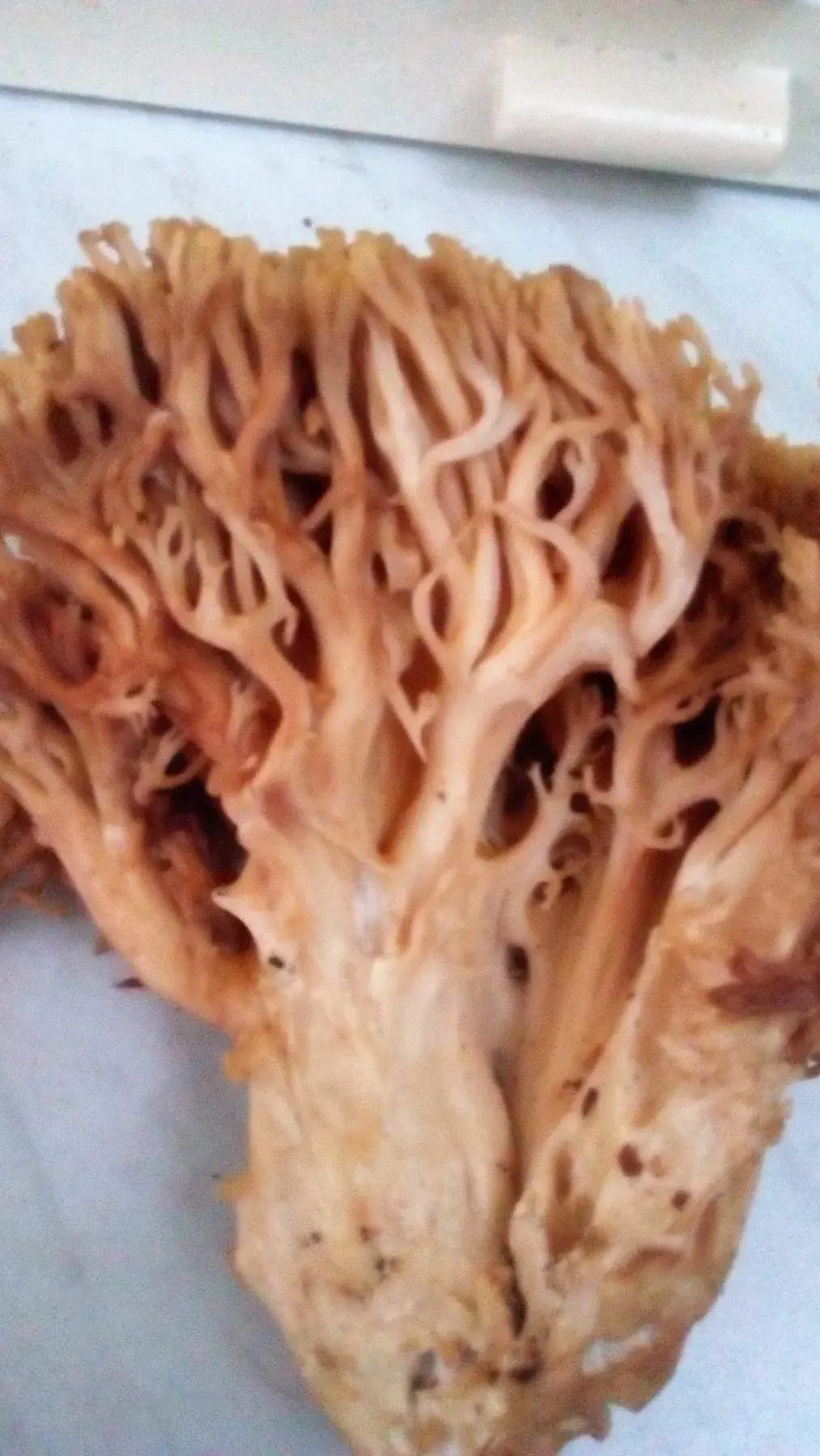 Ramaria aurea: Enquadrament ampli d’un cos ramificat ocre, amb la base clara i el fons gris visibles.