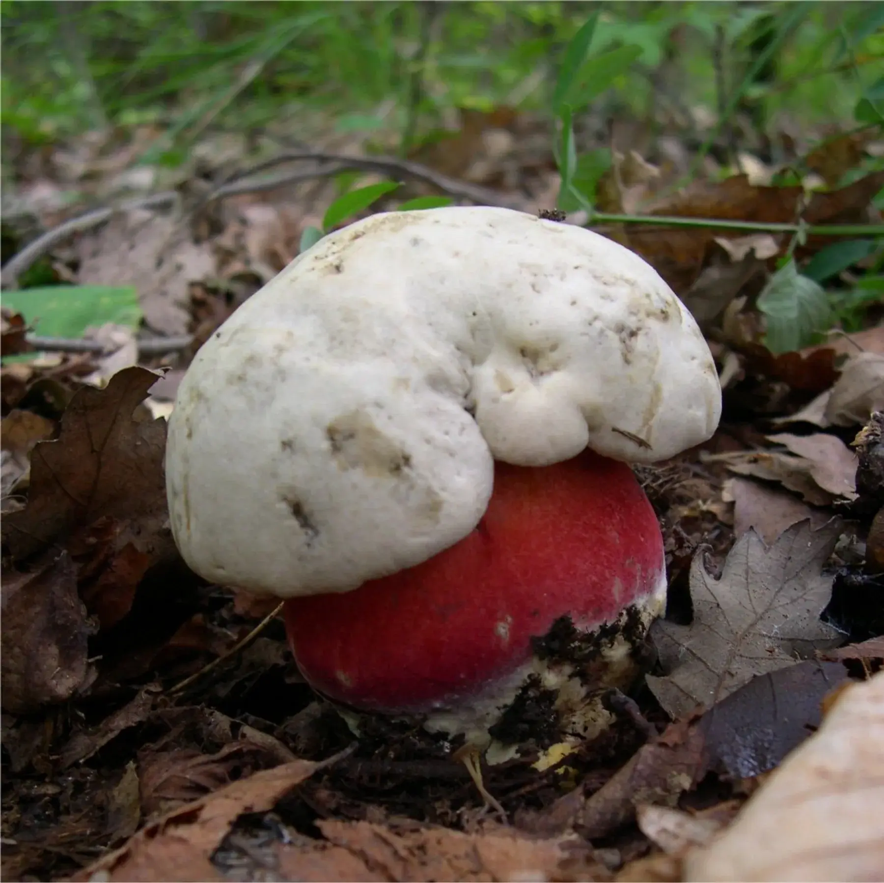 Rubroboletus satanas: Barret blanquinós irregular i peu vermell gruixut entre fulles seques.