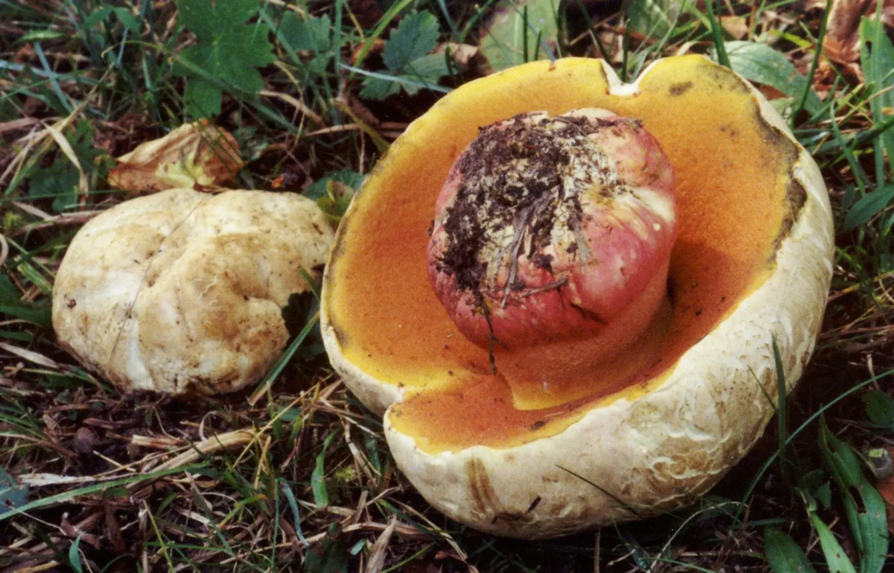 Rubroboletus satanas: Exemplar capgirat amb porus grocs i ataronjats i peu vermell, al costat d’un altre barret.