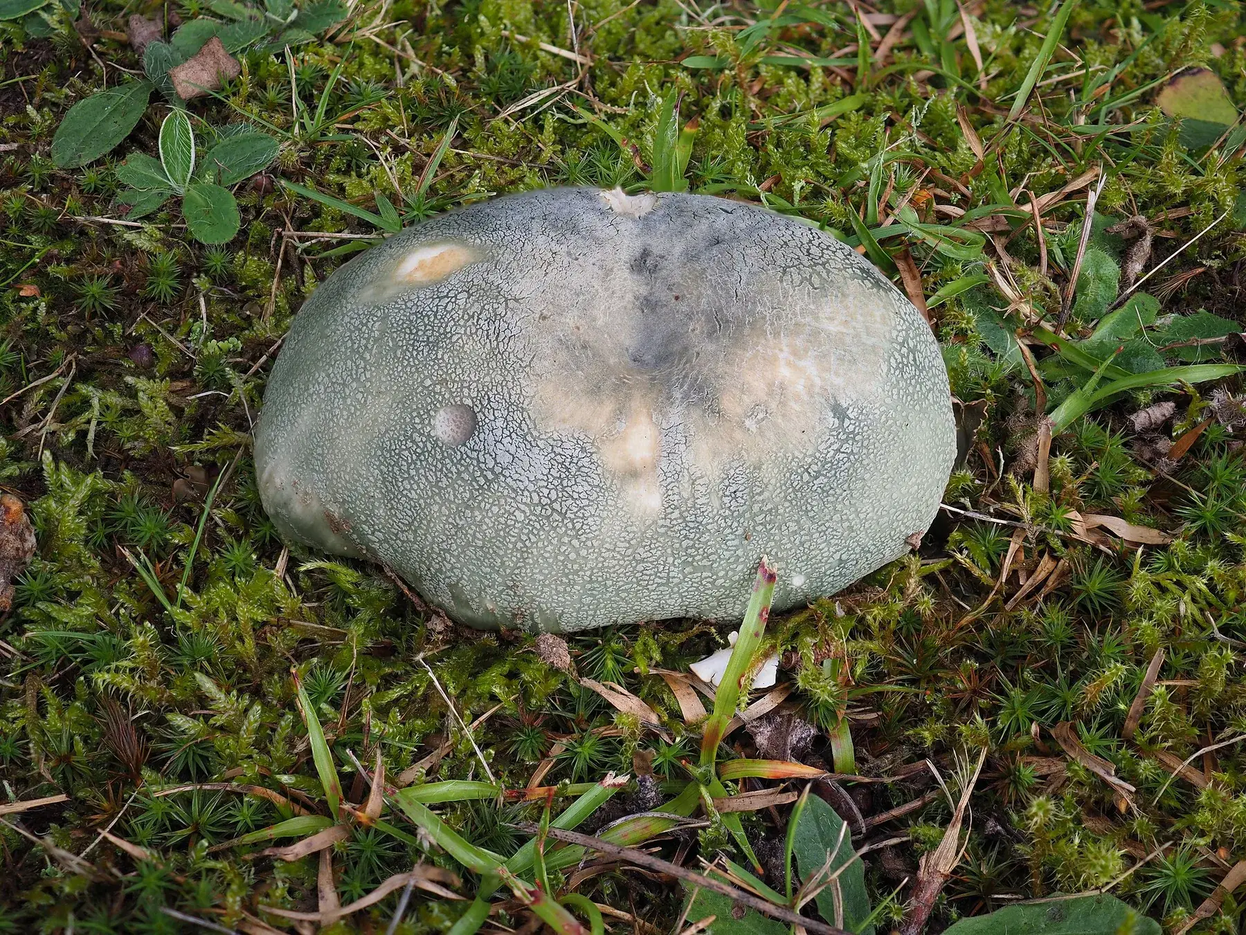 Vista lateral de Russula virescens amb barret verd clivellat, làmines blanques i peu robust.