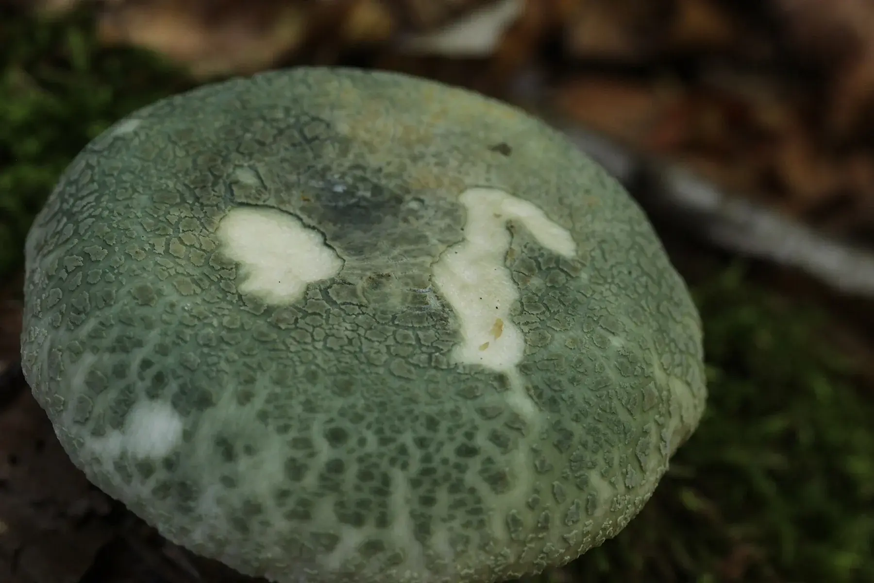 Primer pla del patró verd esquerdat del barret de Russula virescens entre fullaraca.