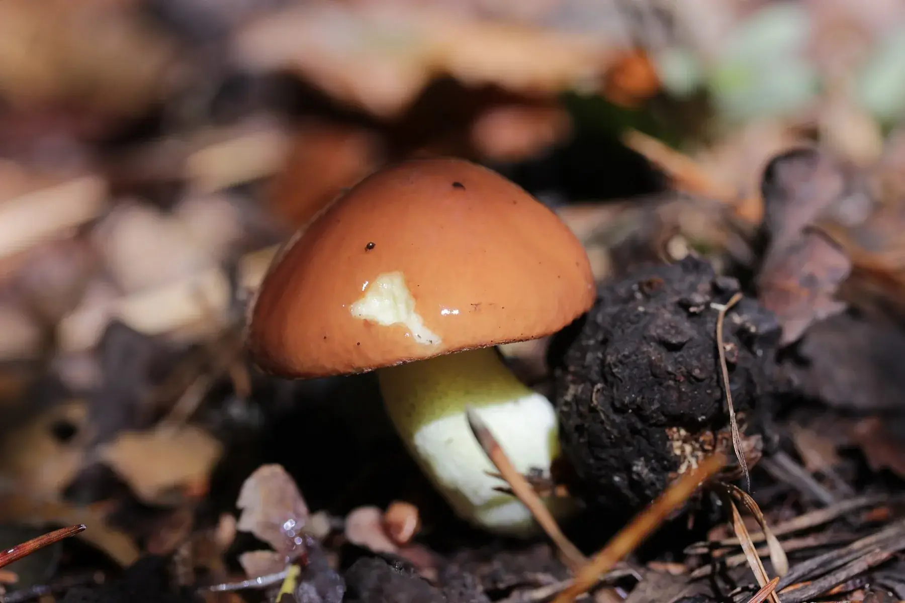 Suillus granulatus jove amb barret castany brillant i peu groc sense anell.