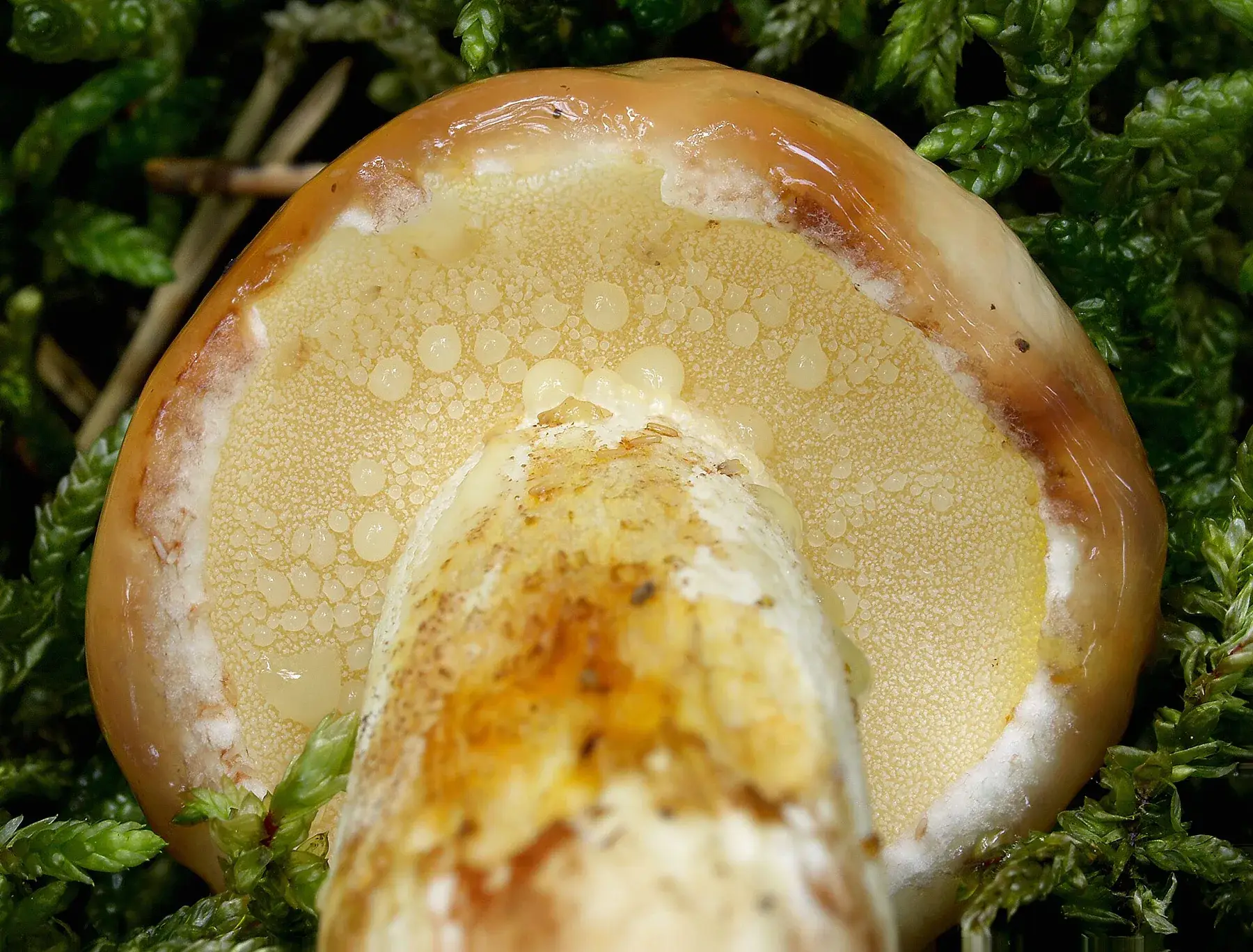 Vista inferior de Suillus granulatus amb porus grocs fins i gotes lletoses sobre els tubs.
