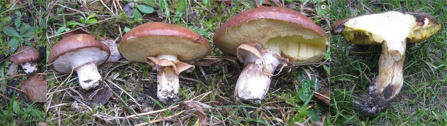 Suillus luteus: Composició d’exemplars de mides diferents amb barrets marrons, porus grocs i restes d’anell.