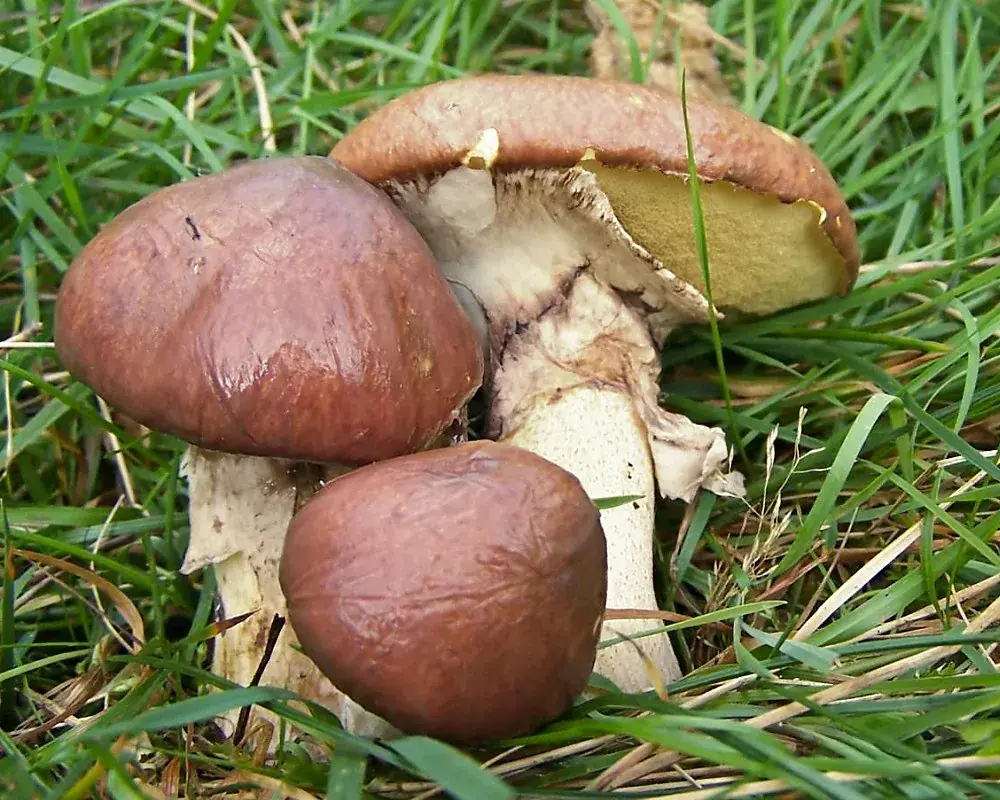 Suillus luteus: Tres exemplars sobre herba, amb barrets marrons lluents i una superfície de porus grocs visible.
