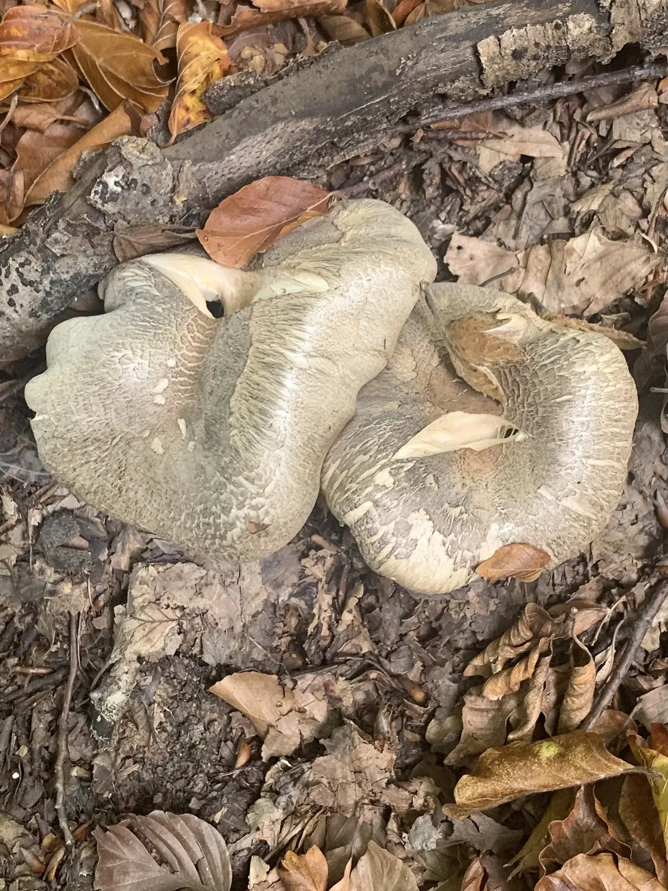 Tricholoma pardinum robust entre fullaraca, amb barret gris escamós i peu blanc gruixut.