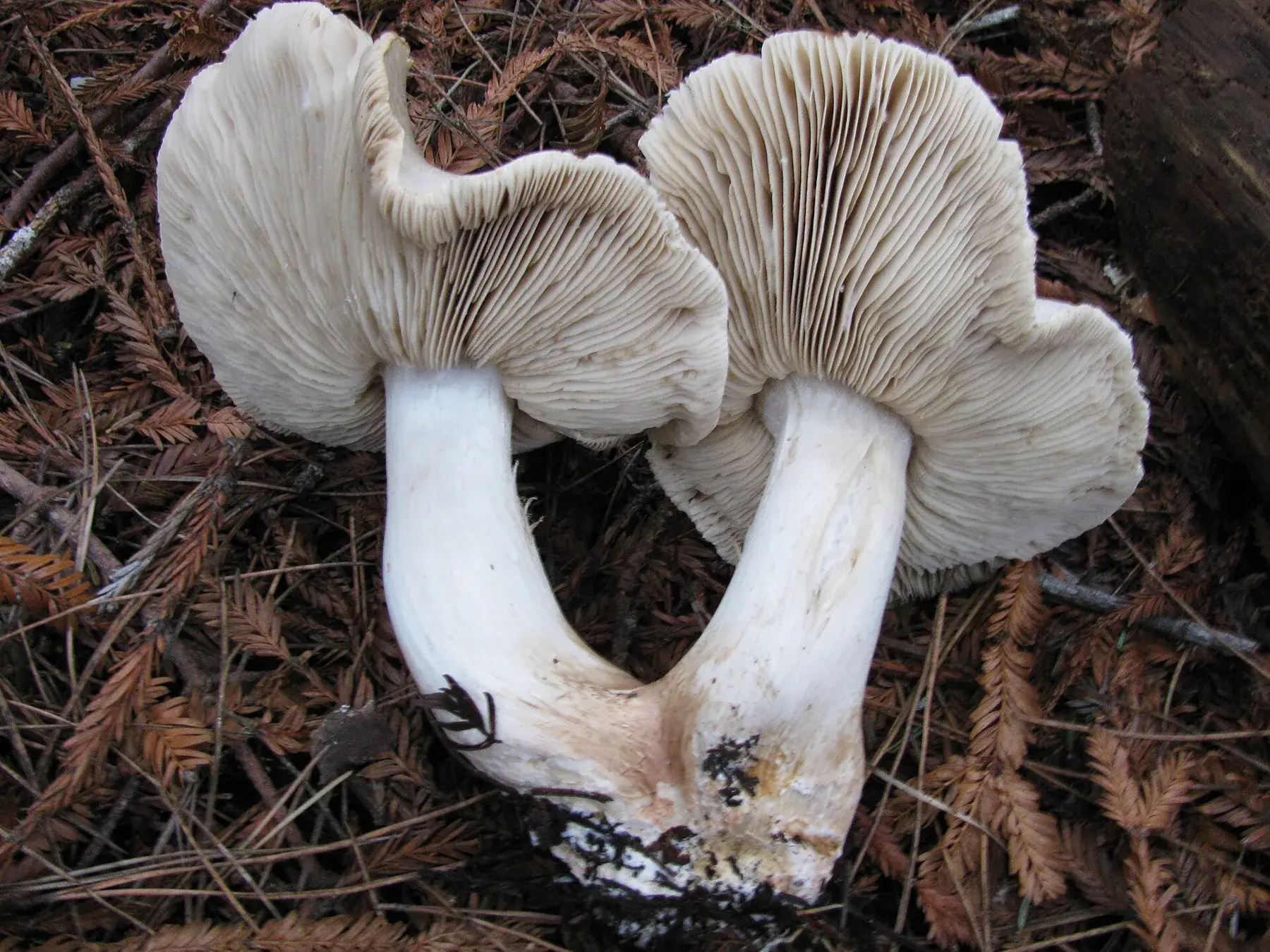 Vista inferior de Tricholoma pardinum amb làmines blanques escotades i peu massís sense anell.