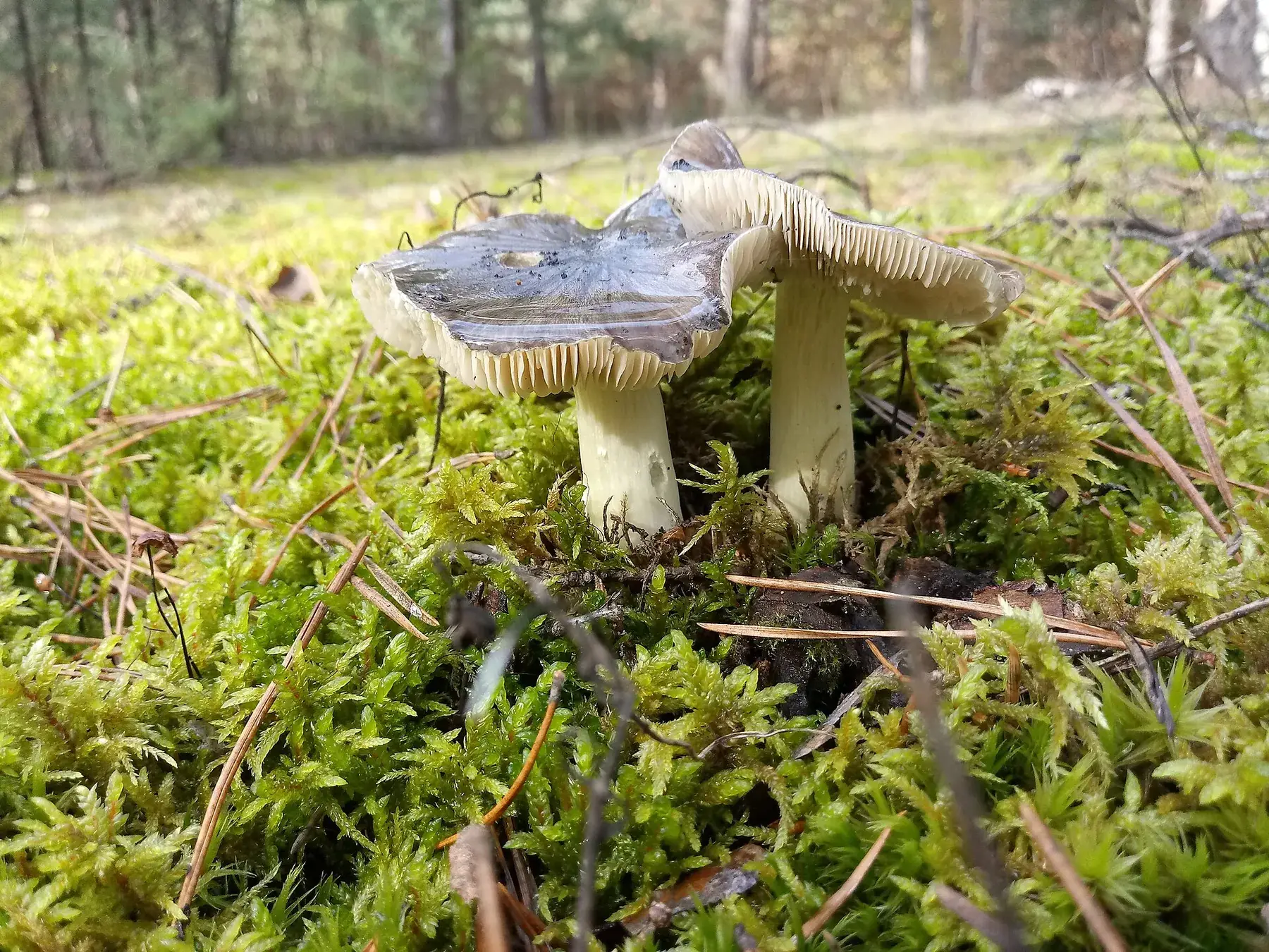 Grup de Tricholoma portentosum entre molsa amb barrets grisos ratllats radialment.