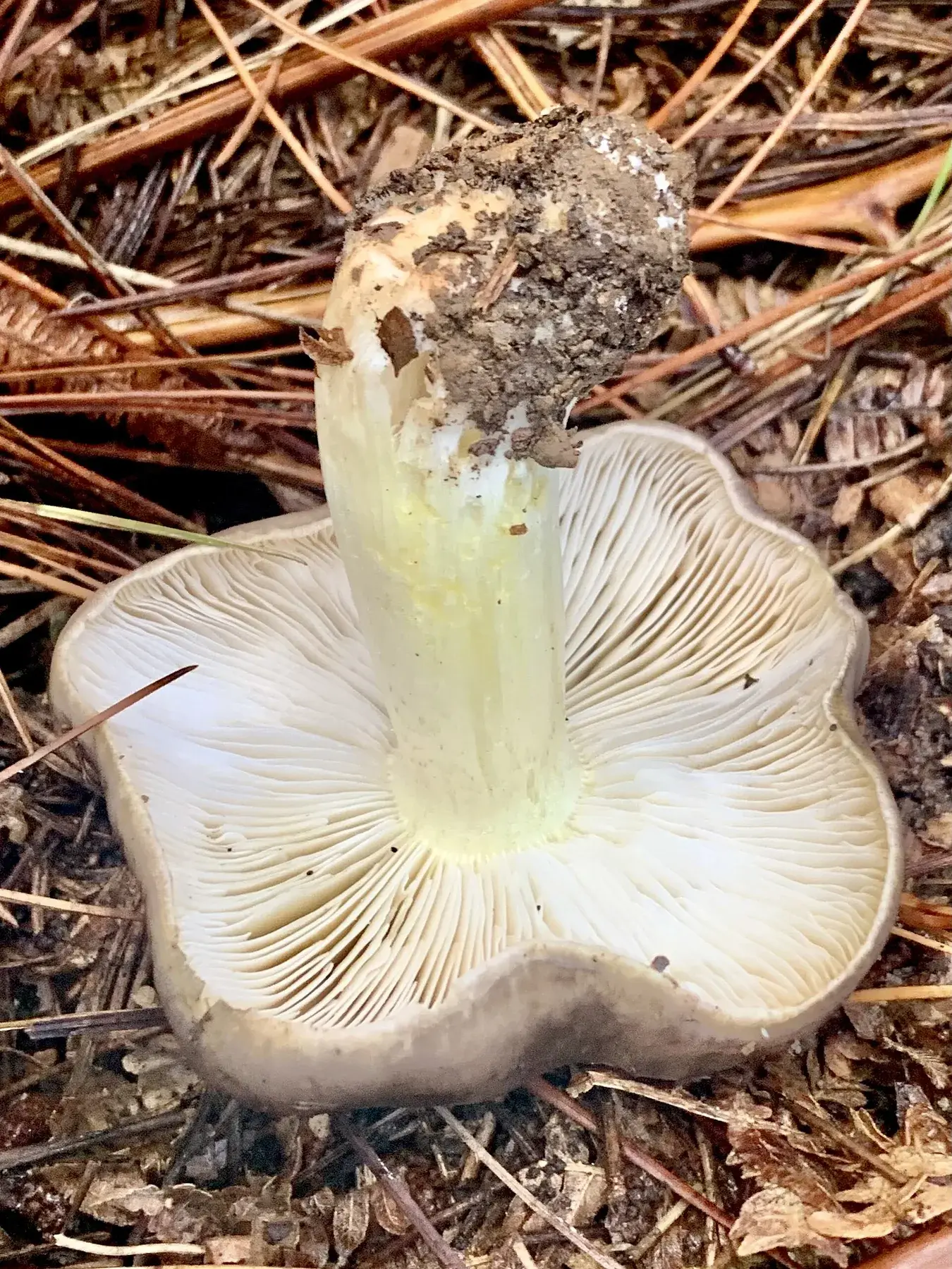 Vista inferior de Tricholoma portentosum amb làmines blanques i tons grocs al peu.