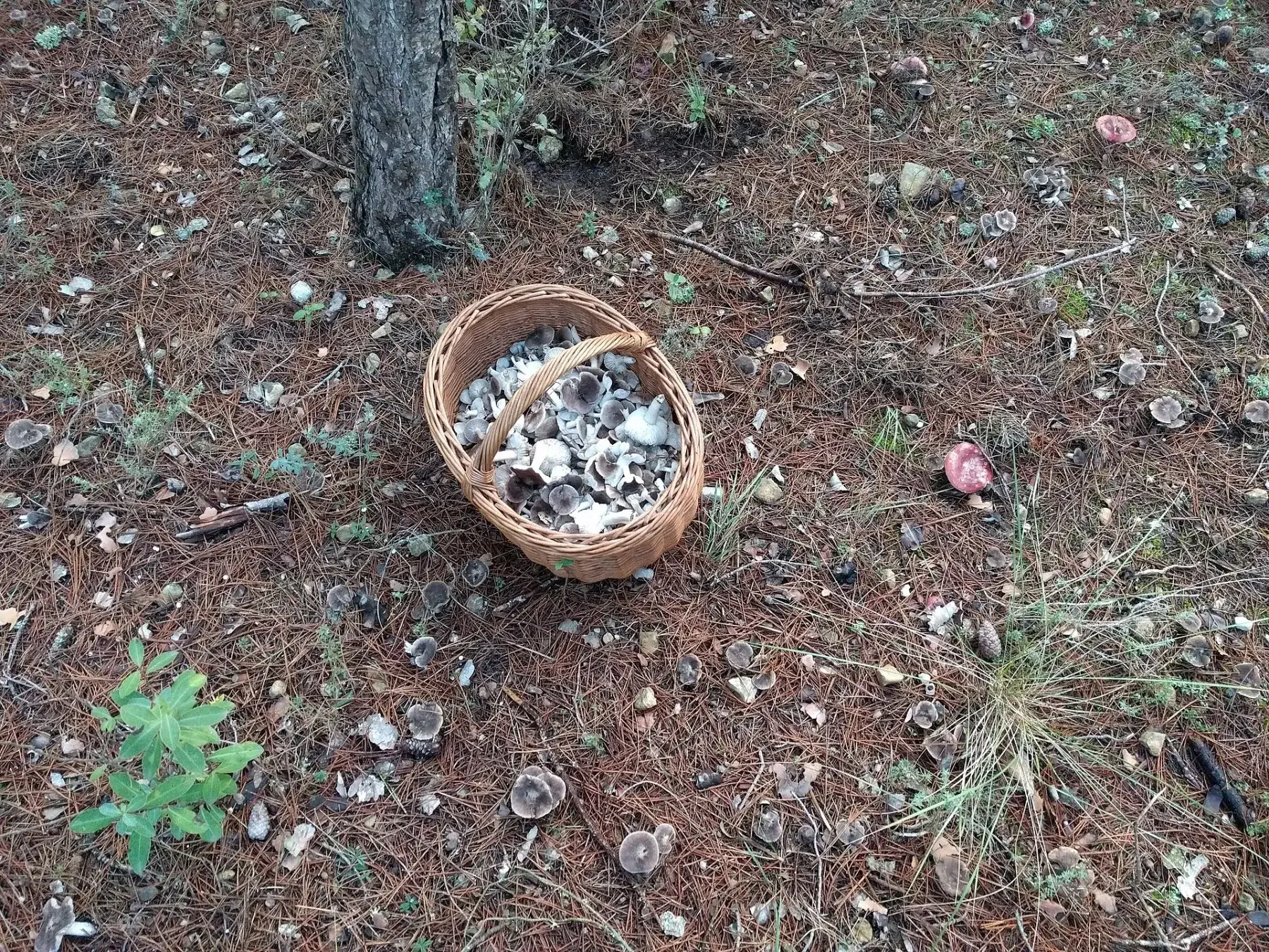 Tricholoma terreum: Cistell amb bolets grisos sobre el terra del bosc, al costat de barrets escampats.