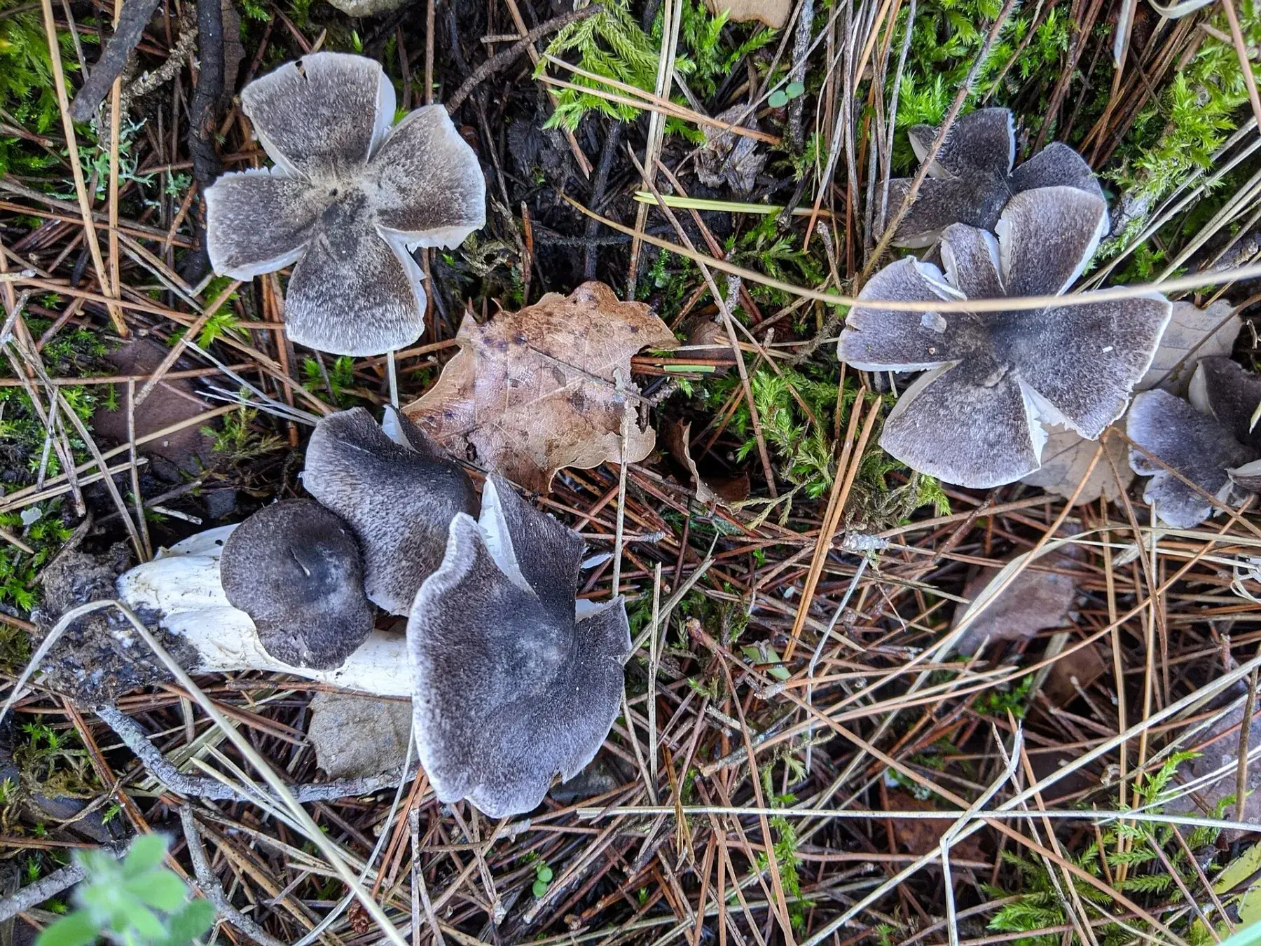 Tricholoma terreum: Grup de barrets grisos i irregulars entre agulles de pi i herba.