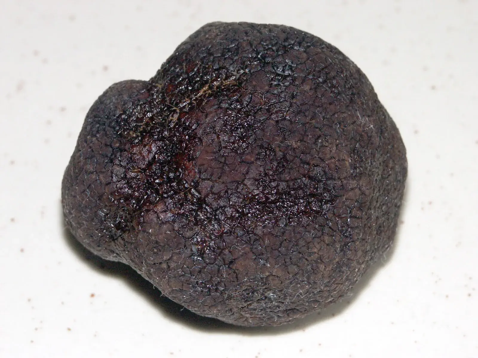 Tuber melanosporum: Cos arrodonit i fosc, de superfície rugosa, sobre fons blanc.