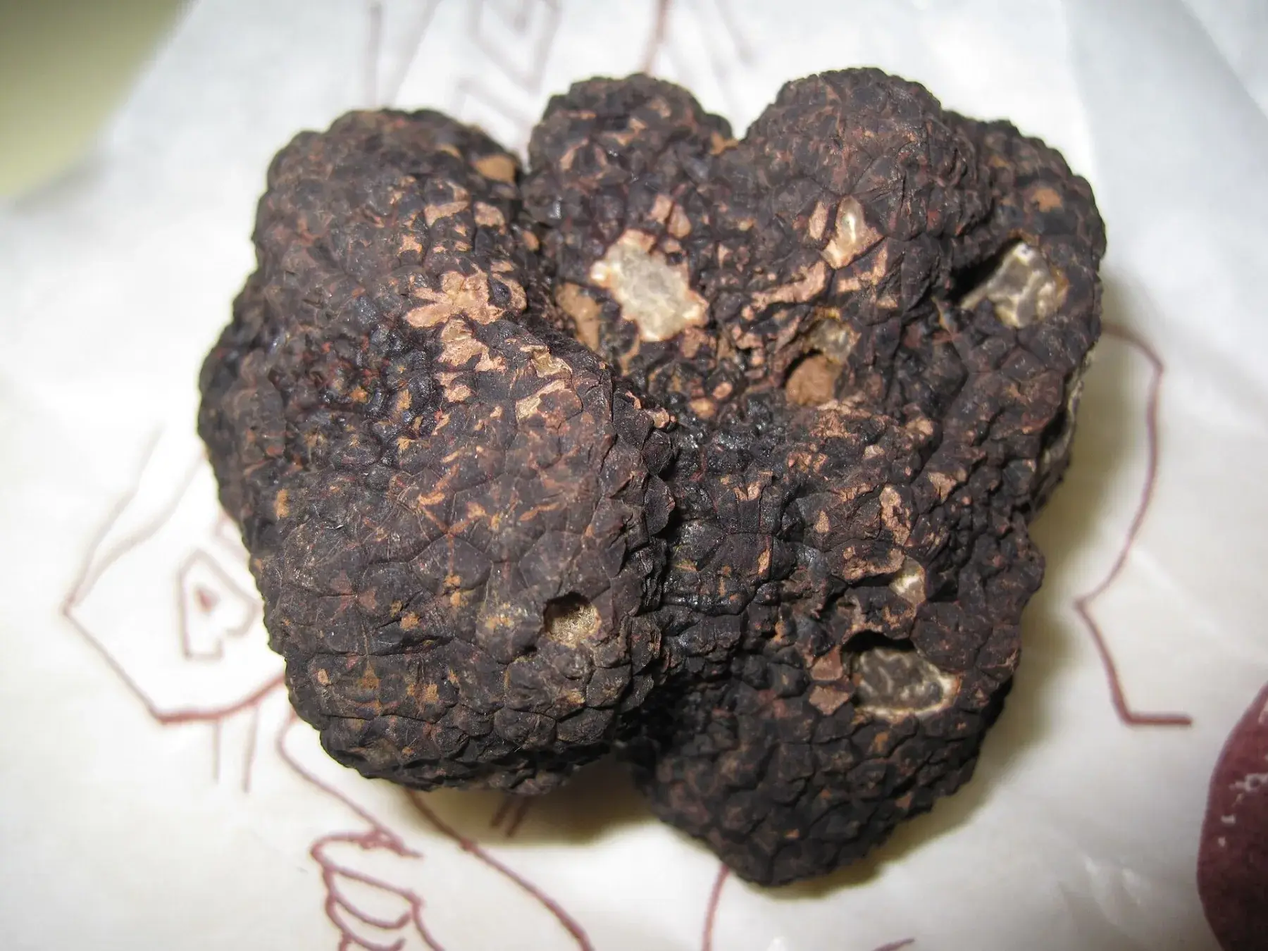 Tuber melanosporum: Cos irregular fosc amb relleu marcat i zones clares sobre un plat.