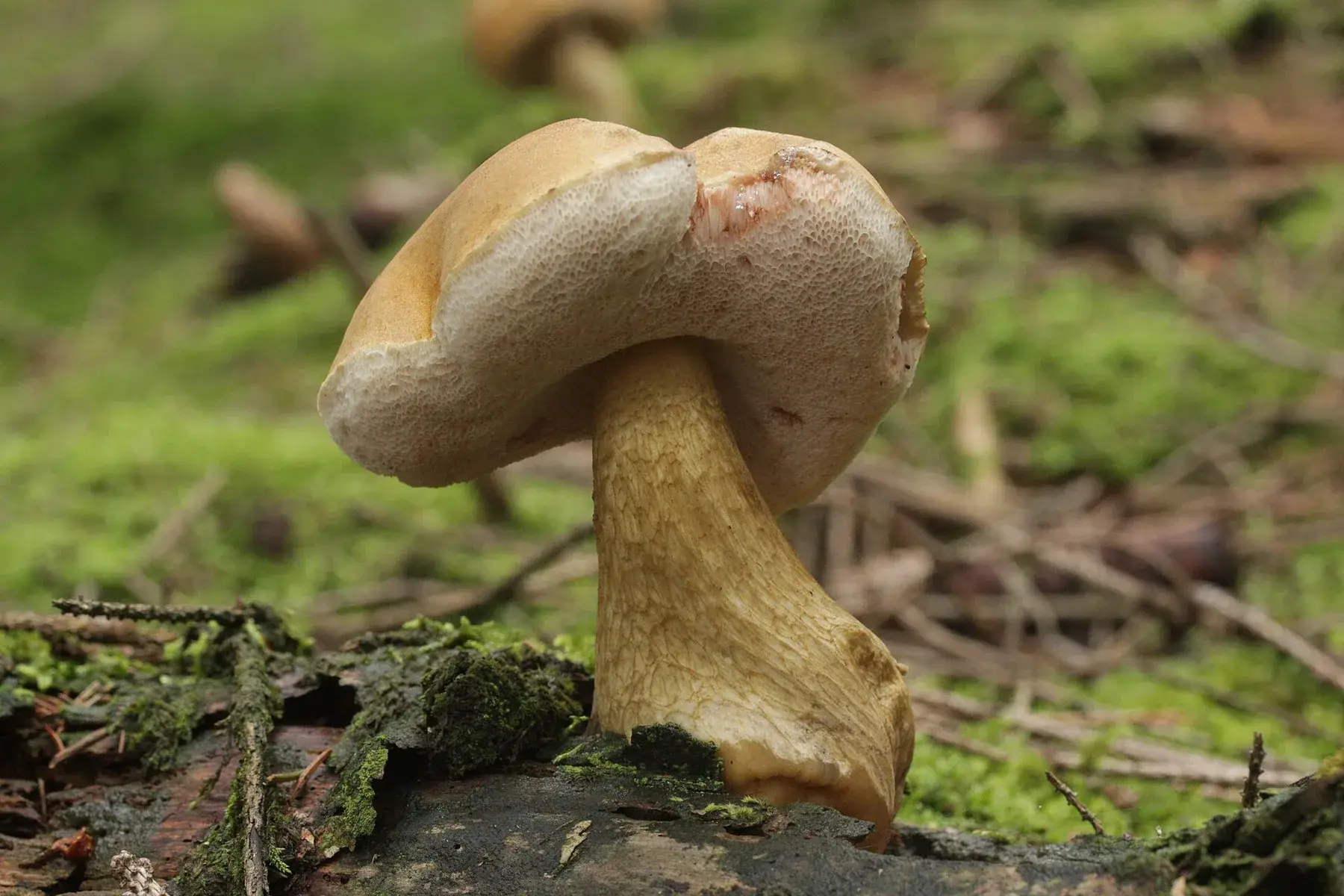 Tylopilus felleus: Vista inferior del barret clar i del peu amb reticle marró sobre fusta amb molsa.