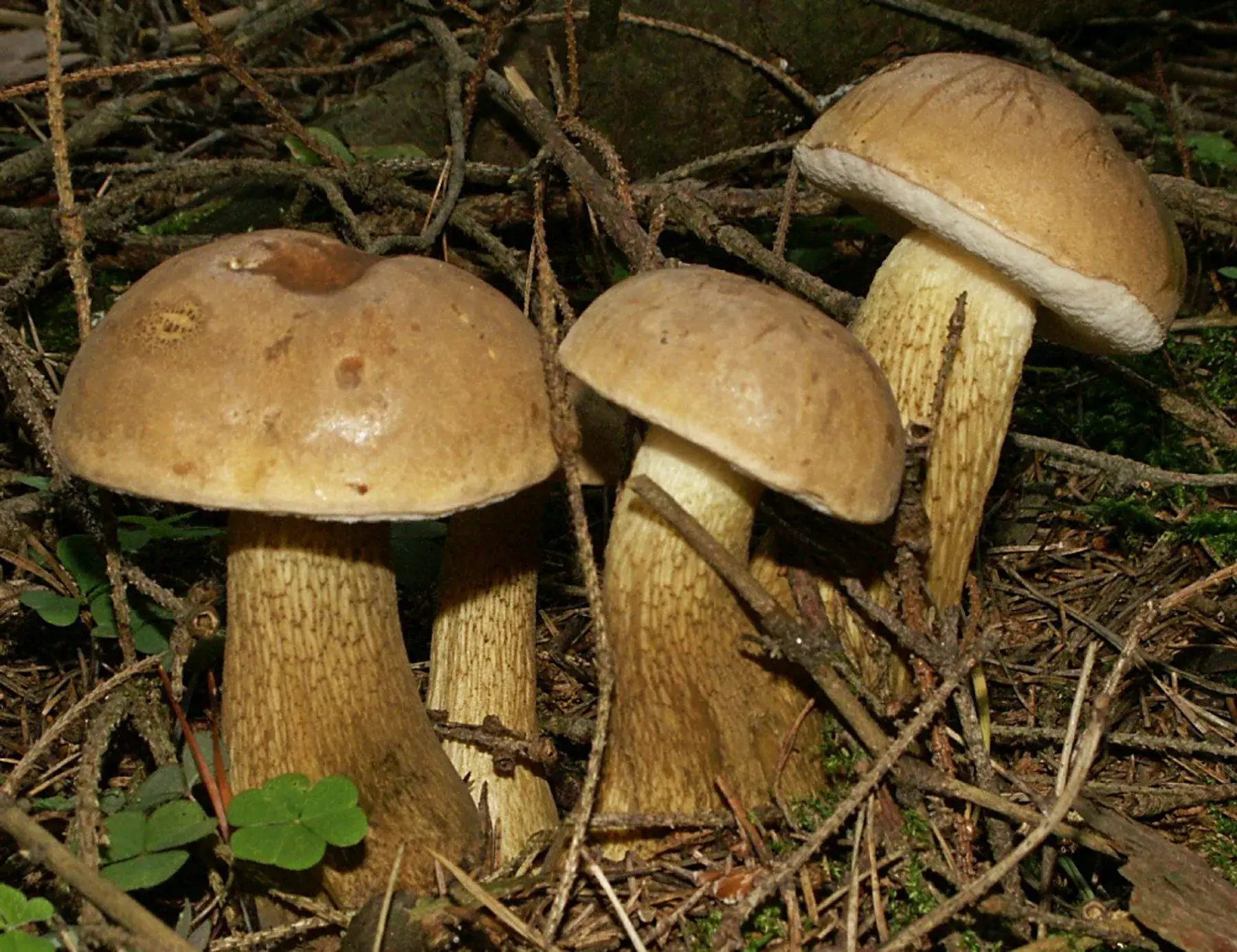 Tylopilus felleus: Tres exemplars amb barrets marrons, porus pàl·lids i peus reticulats entre branquillons.