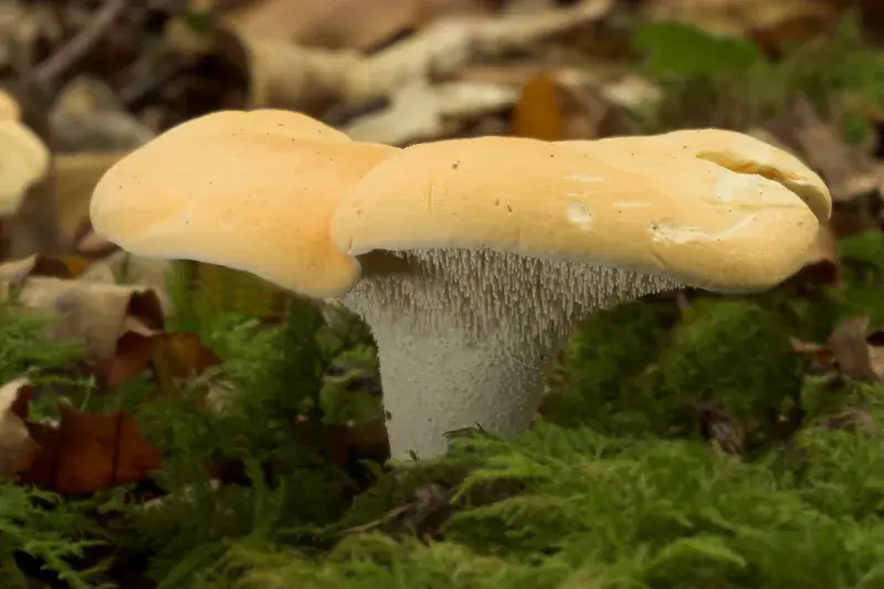 Exemplars clars de Hydnum repandum sobre el sòl del bosc.