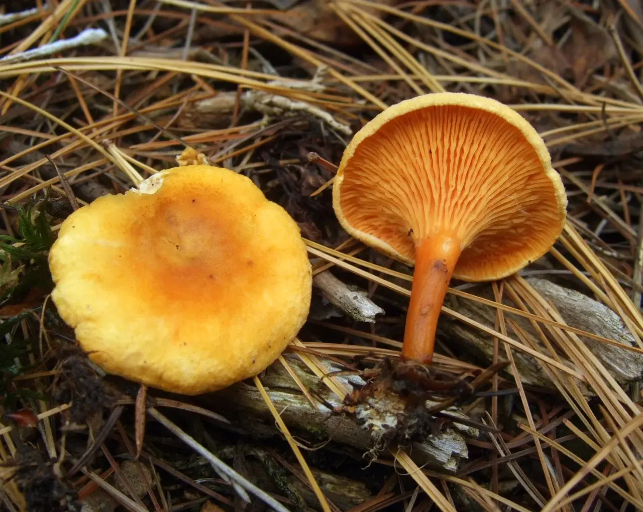 Fals rossinyol (Hygrophoropsis aurantiaca)