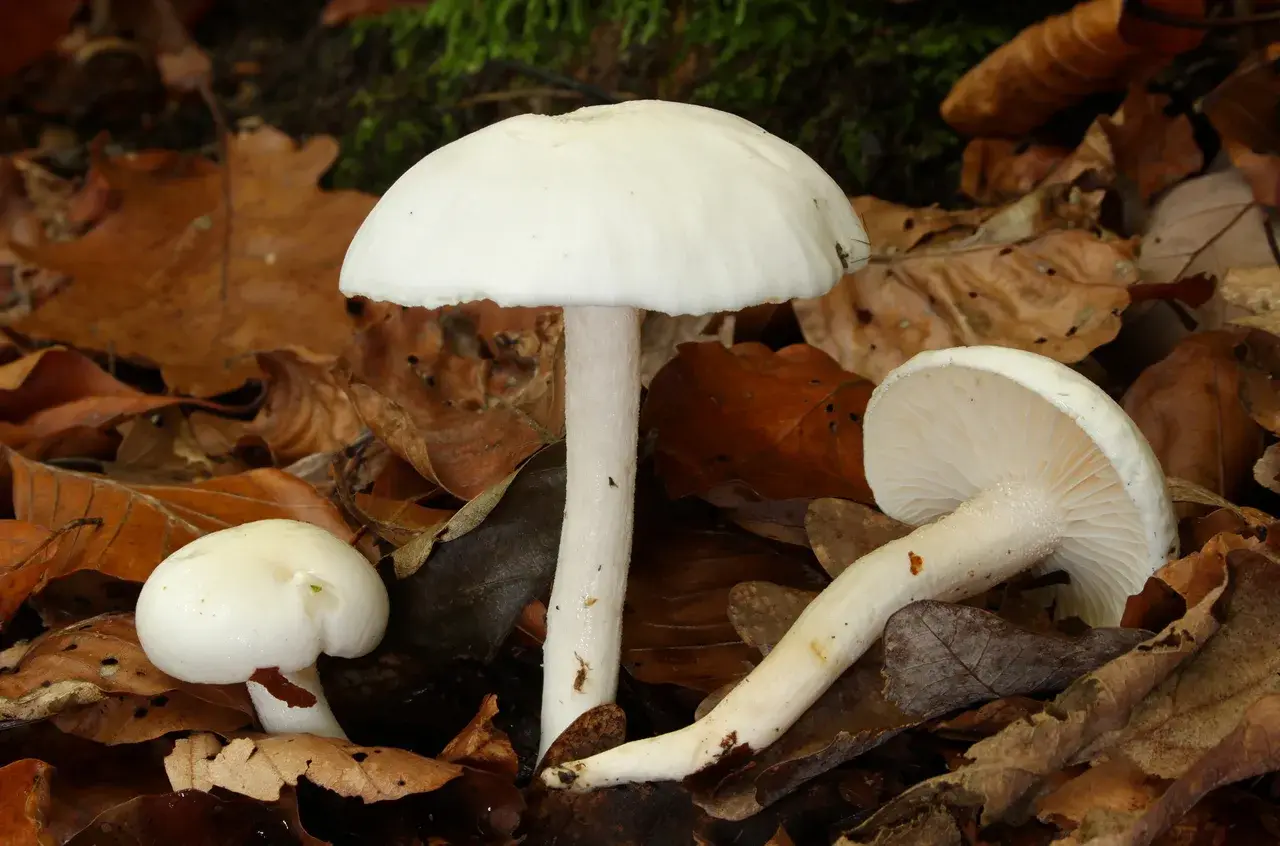 Llenega blanca (Hygrophorus eburneus)