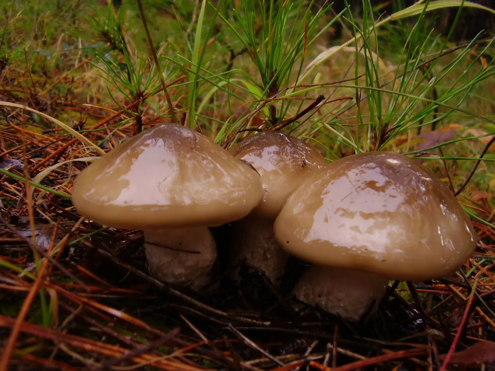 Exemplars de Hygrophorus latitabundus sota una pineda.