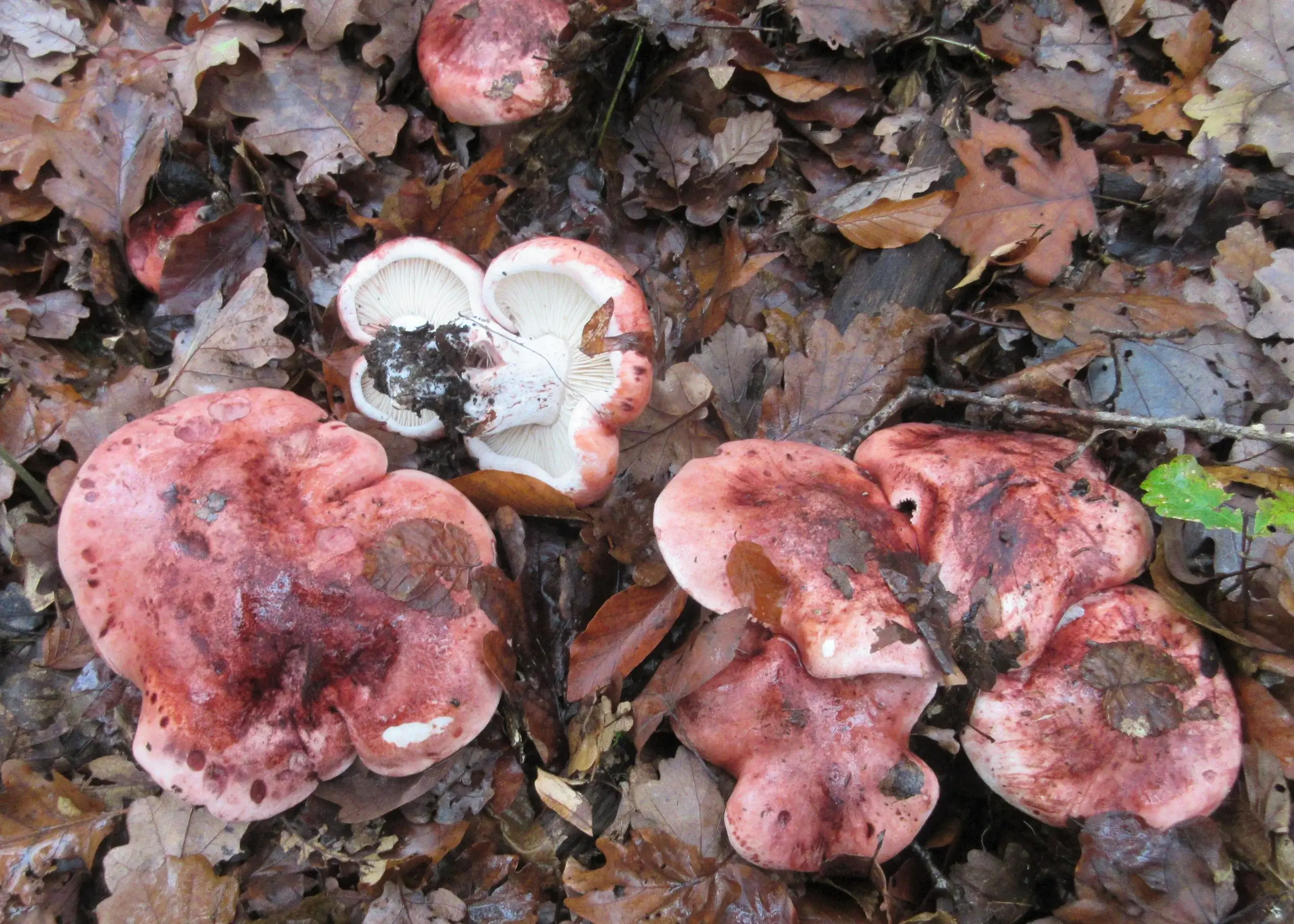 Grup de Hygrophorus russula amb barrets jaspiats de rosa vinós entre fullaraca.