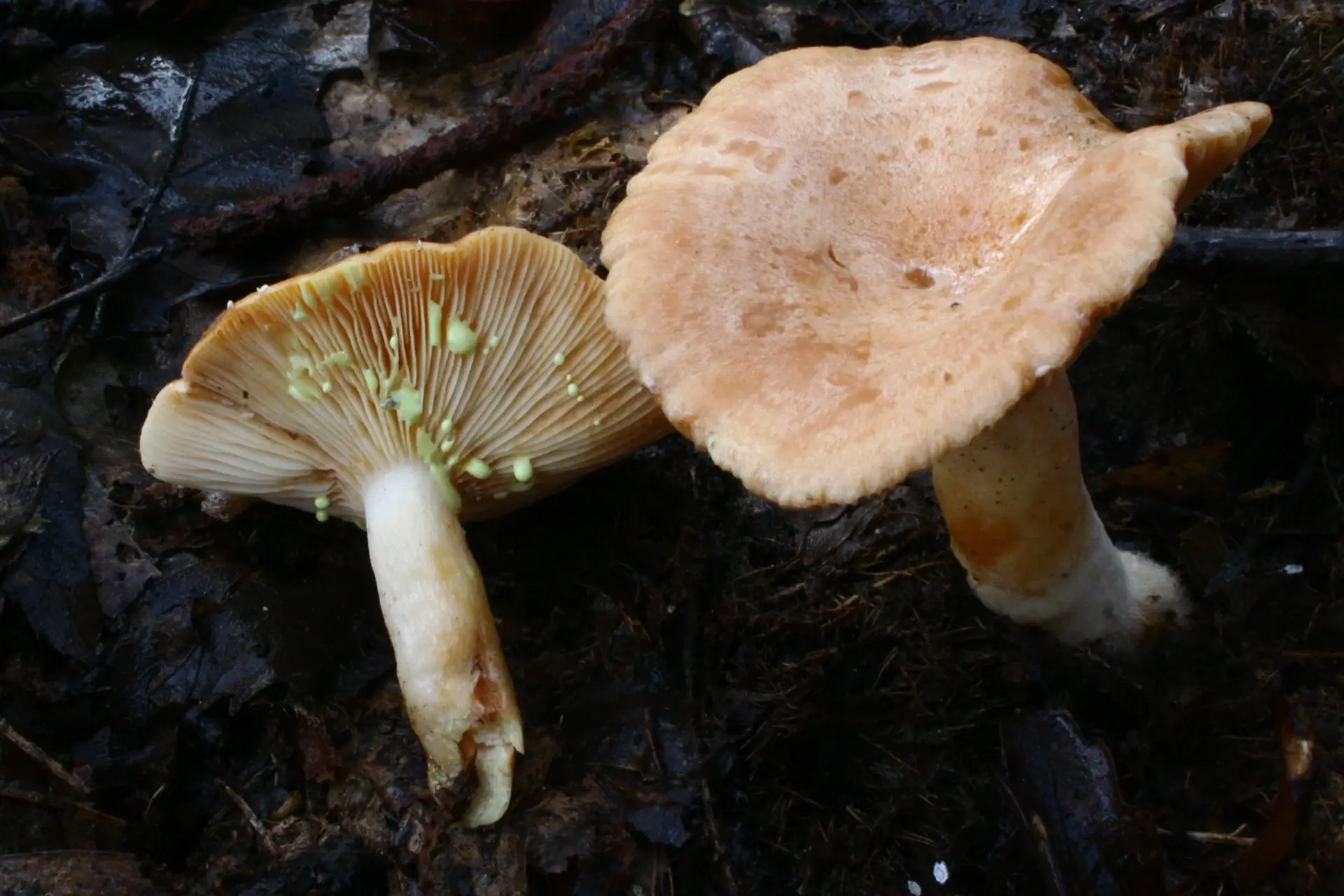 Pinetell bord (Lactarius chrysorrheus)