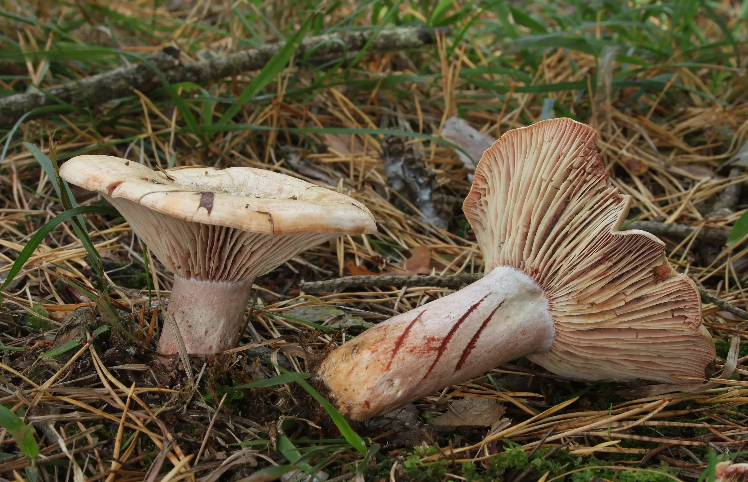 Exemplar de Lactarius sanguifluus entre la pinassa.