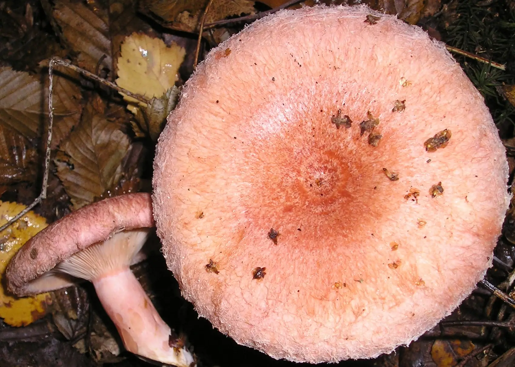 Rovelló de cabra (Lactarius torminosus)