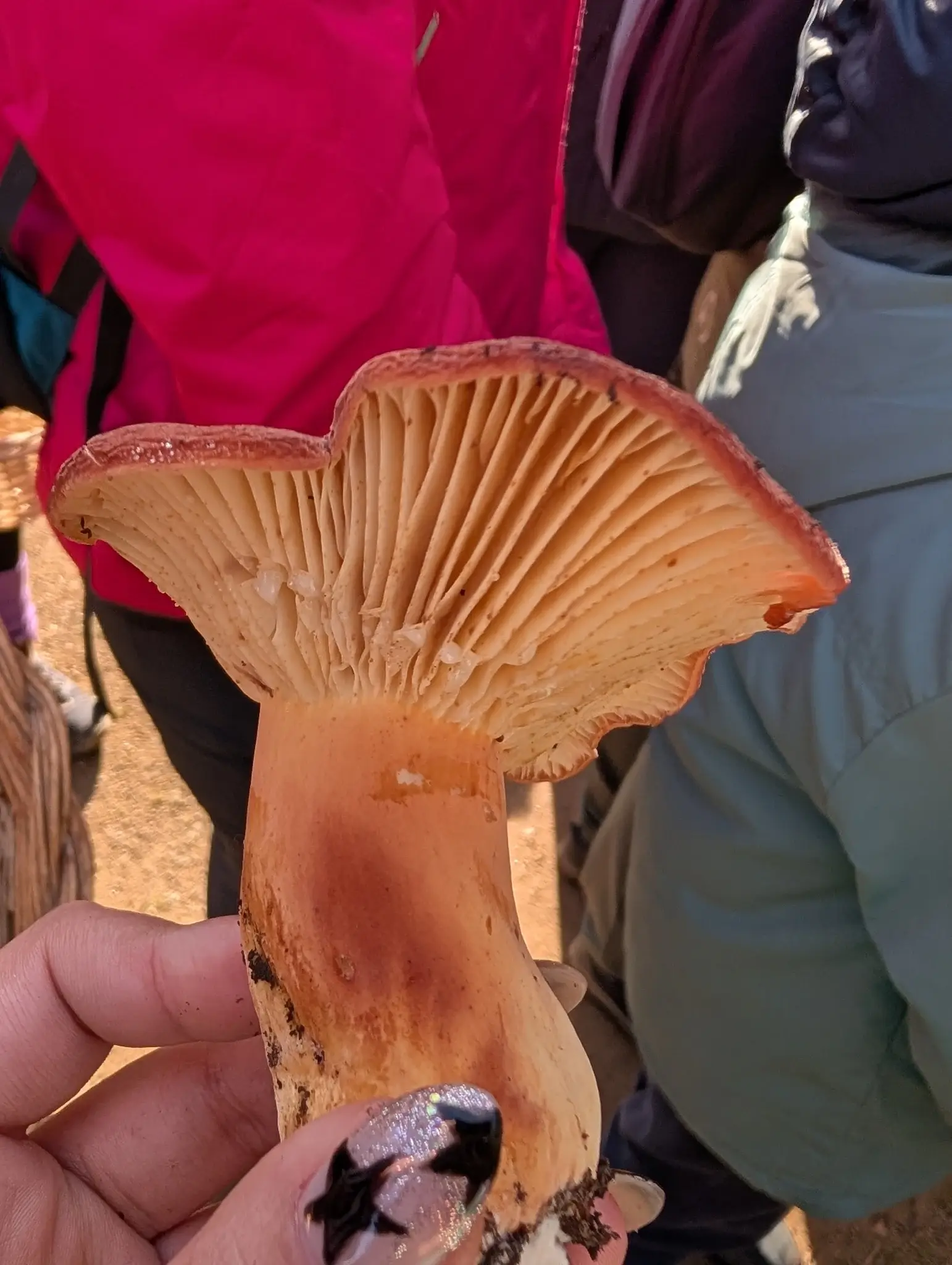 Lactifluus rugatus vist per sota, amb làmines clares espaiades, gotes de làtex blanc i peu robust rogenc.