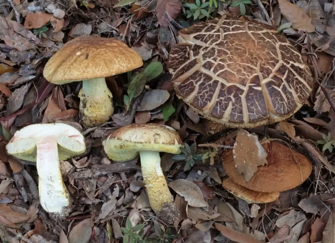 Diversos Leccinellum lepidum d’alzinar amb barrets bruns, porus grocs i una secció que mostra la carn pàl·lida.