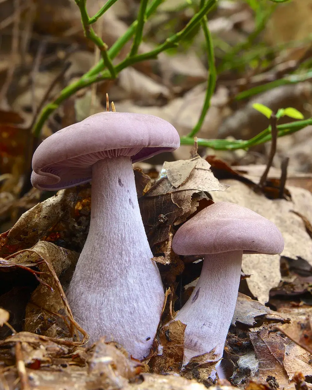 Pimpinella morada (Lepista nuda)