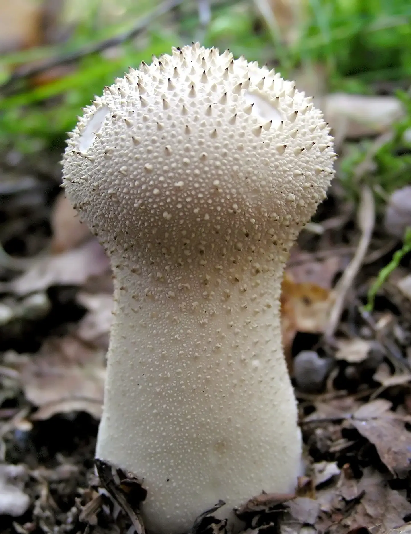 Pet de llop perlat (Lycoperdon perlatum)