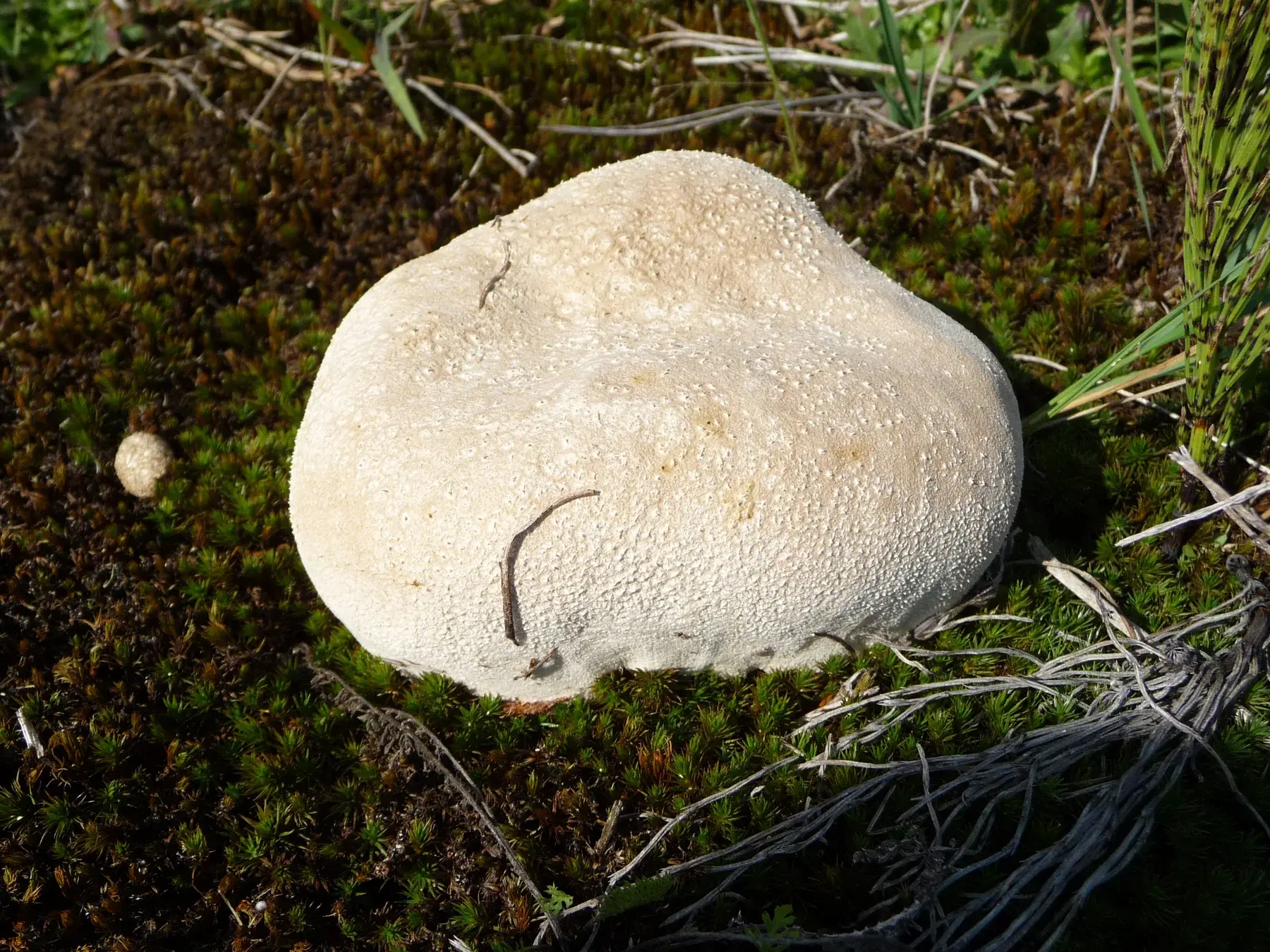 Lycoperdon utriforme de prop de catorze centímetres, ample i blanc, amb la base lleugerament més estreta.