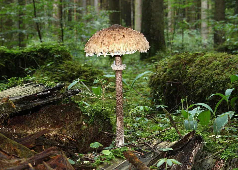 Macrolepiota procera alta amb el barret obert en un prat.
