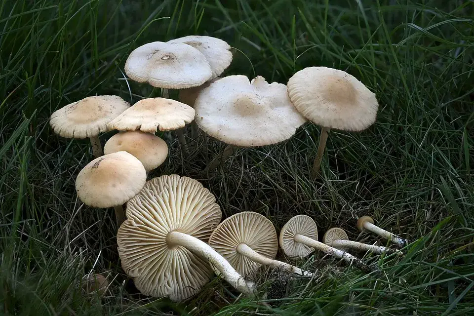 Grup de Marasmius oreades creixent entre l’herba.