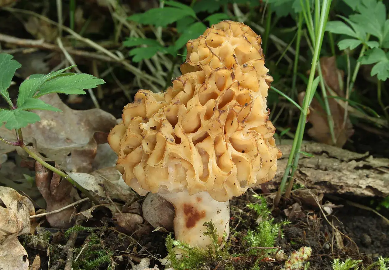 Exemplars de Morchella esculenta amb barrets alveolats de color mel.