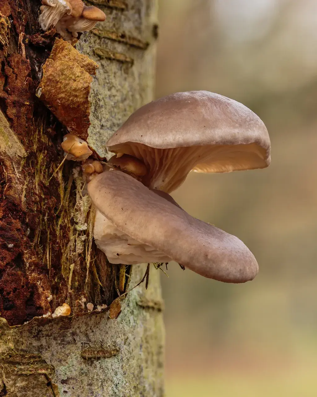 Grup de Pleurotus ostreatus amb barrets grisosos creixent lateralment sobre un tronc.