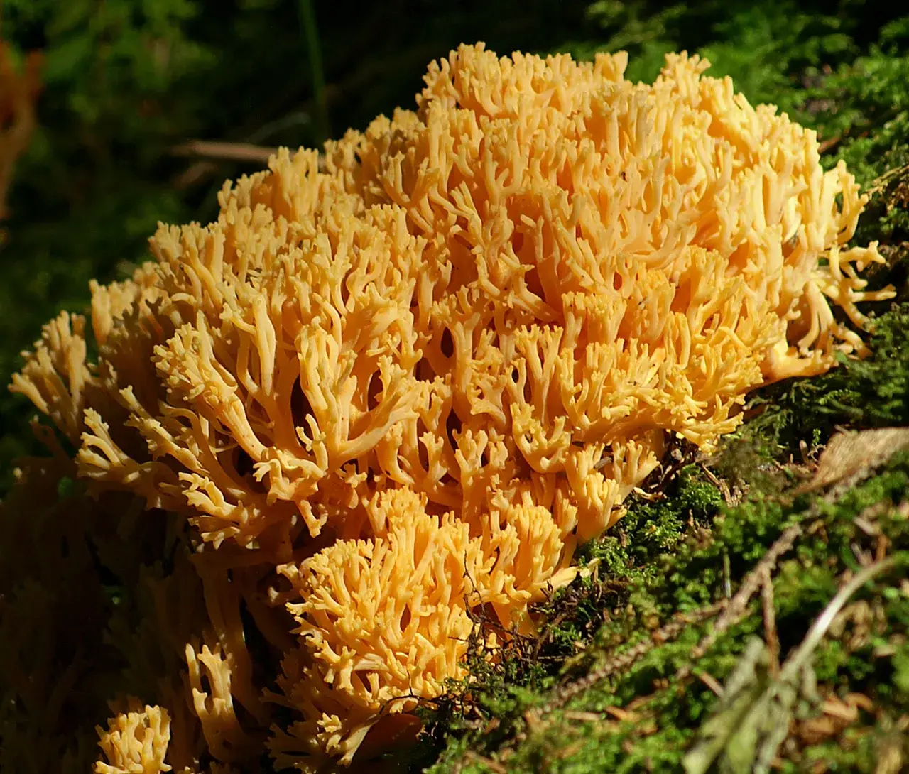 Peu de rata daurat (Ramaria aurea)