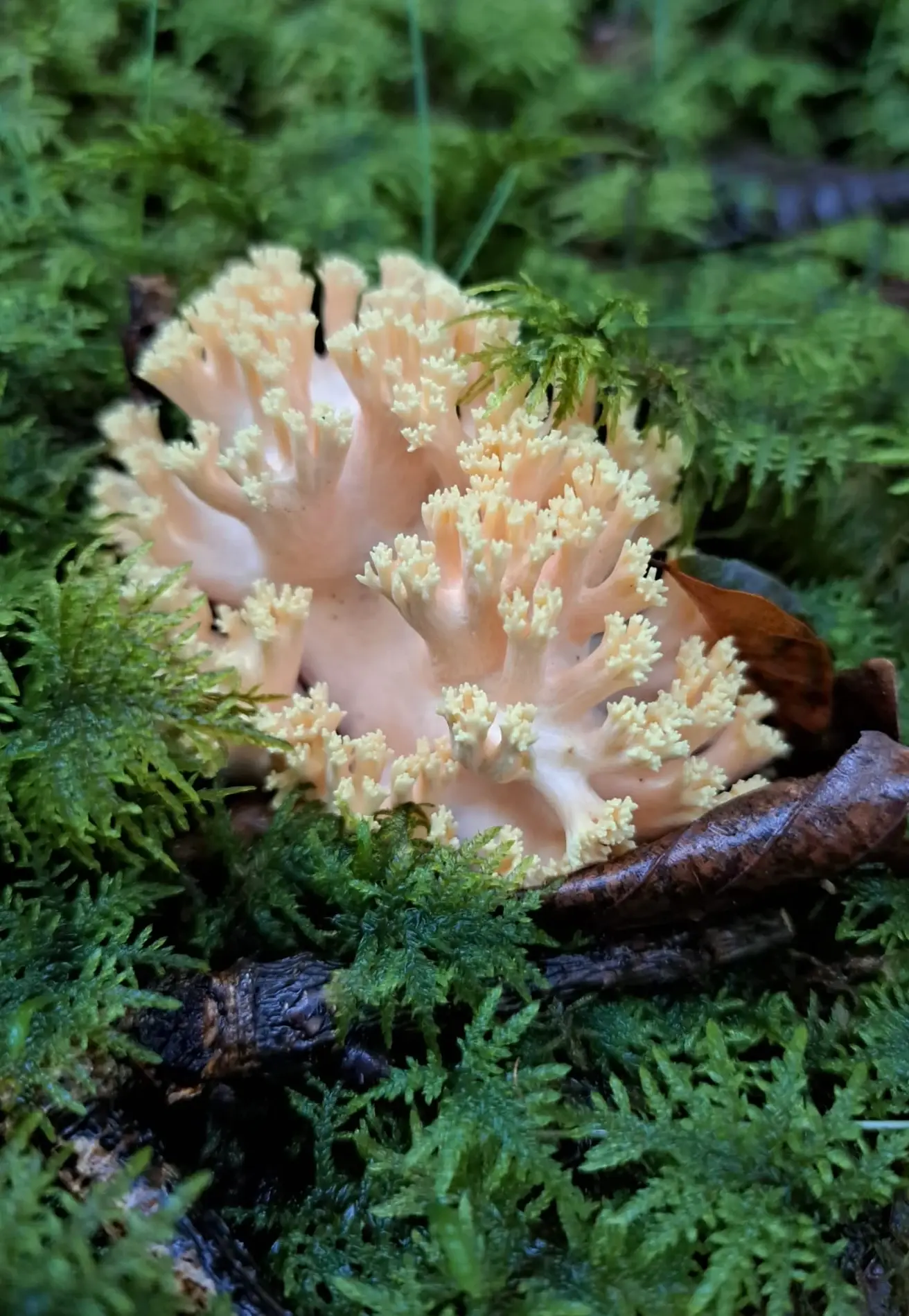 Ramaria formosa al bosc amb base carnosa rosada, branques salmó i puntes groguenques densament dividides.