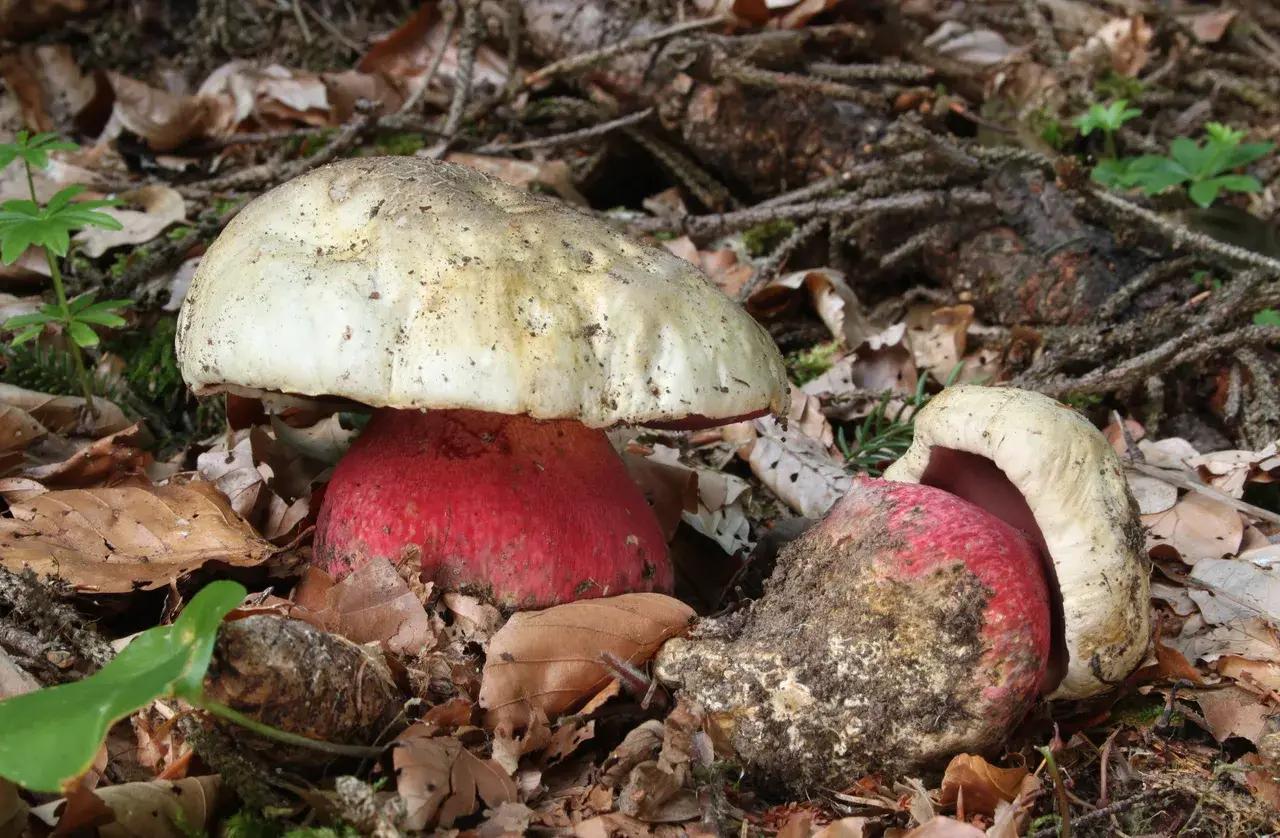 Matagent (Rubroboletus satanas)