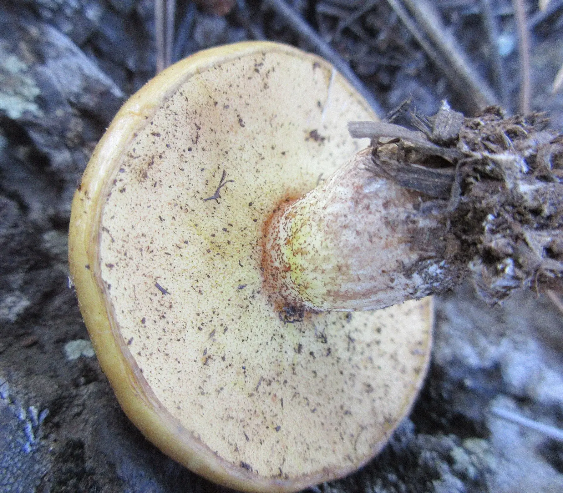 Molleric de muntanya (Suillus granulatus)