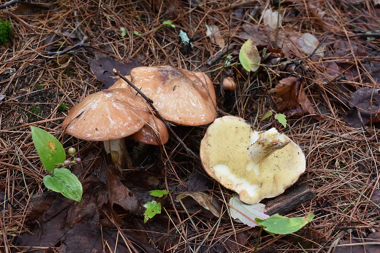 Grup de Suillus luteus amb barrets viscosos i un exemplar que mostra els porus grocs.