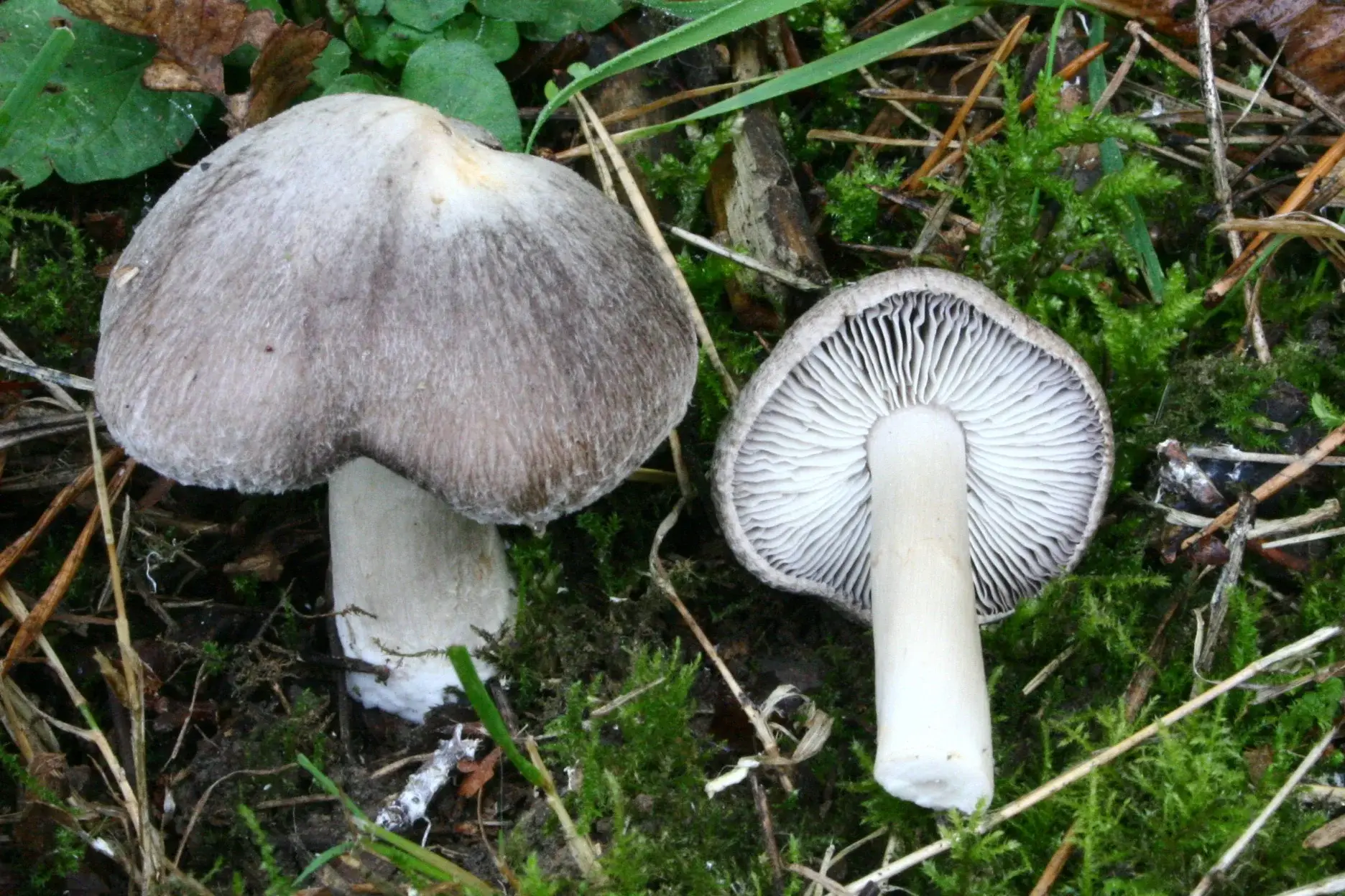 Grup de Tricholoma terreum gris sobre el terra.