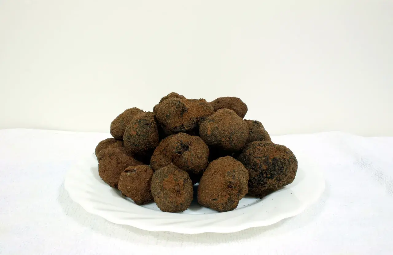 Diverses tòfones negres Tuber melanosporum acabades d’extreure del sòl.
