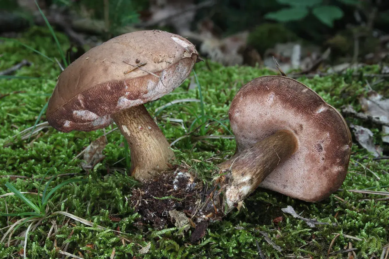 Mataparent (Tylopilus felleus)